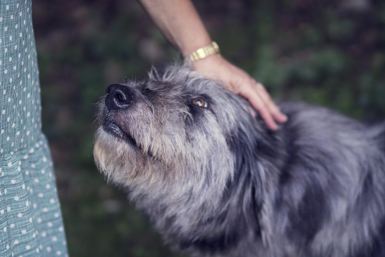 Your Dog’s Stare Is A Message. Are You Reading It Right? - Canine Journal
