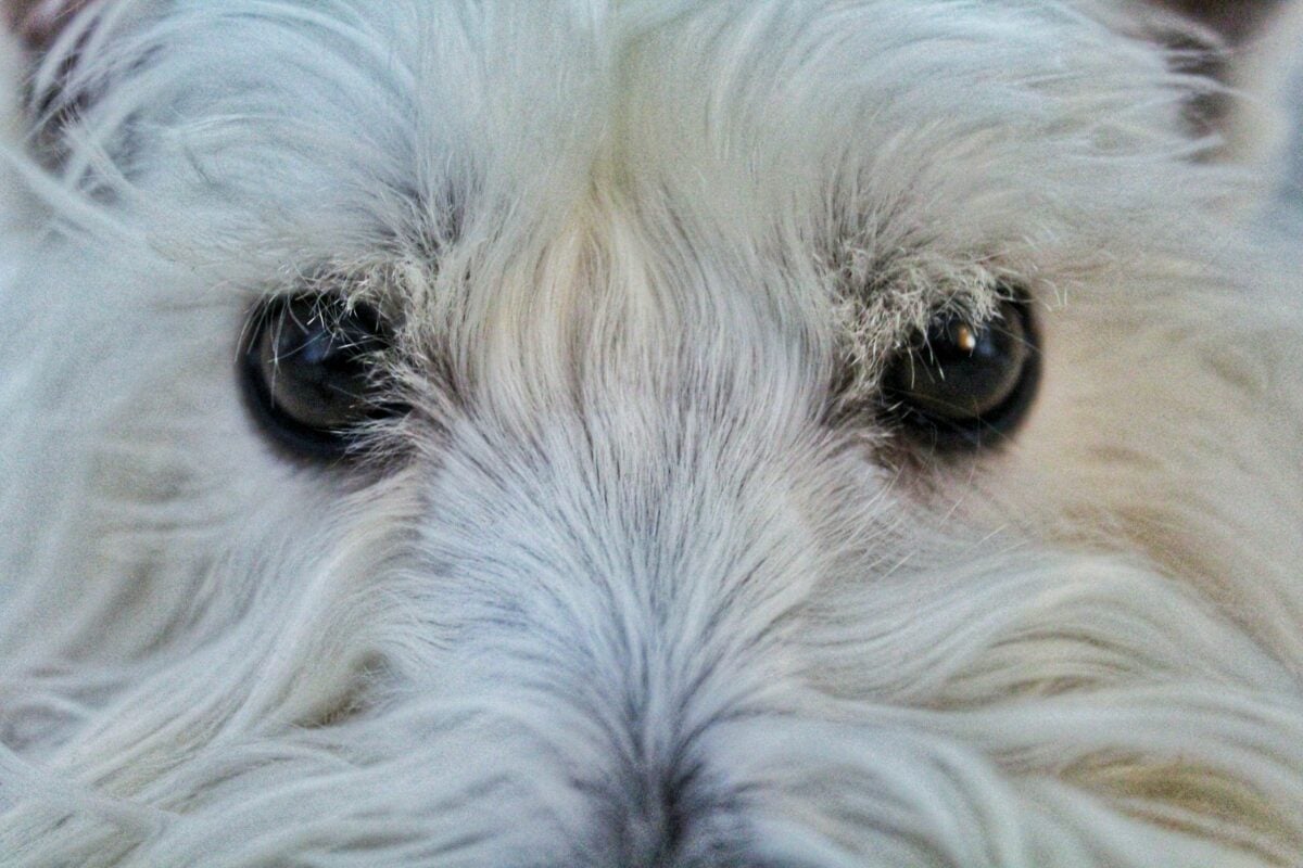 Close up of a Westie giving a hard stare.