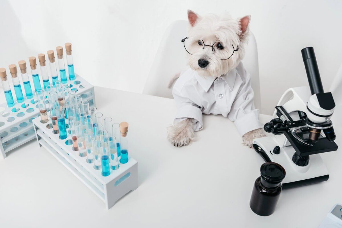 Funny photo of a dog in chemical laboratory wearing glasses and shirt behind desk.