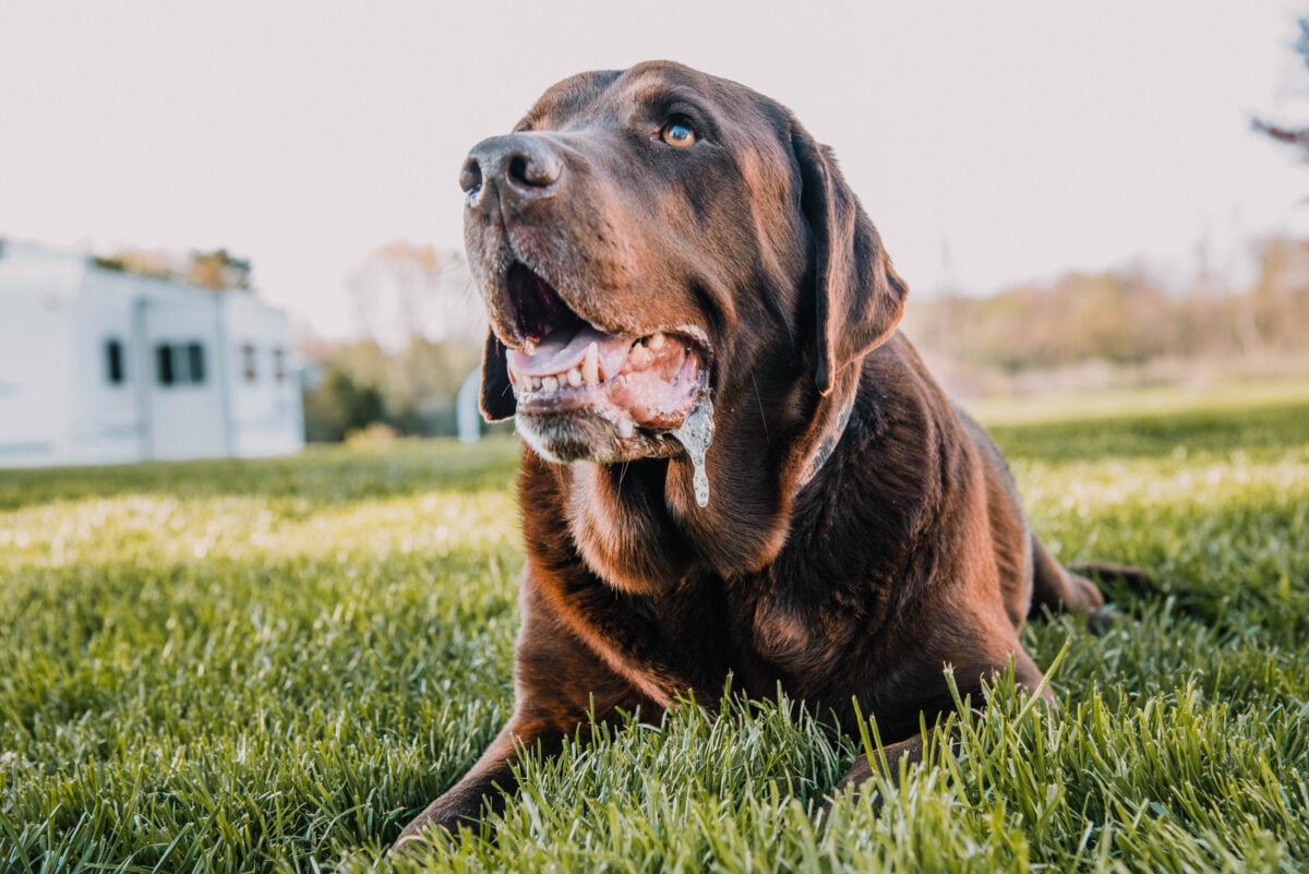 Brown Labrador laying down in the grass drooling.
