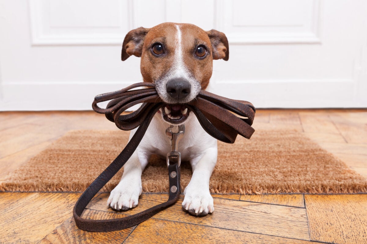 A small dog sitting by the door with its leash in its mouth.