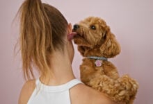 Young caucasian woman with dog kissing ear over isolated pink background.