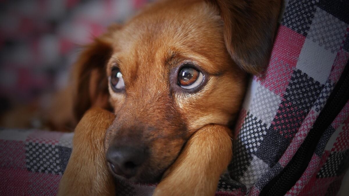 dog, cute, animal, pet, puppy, looking, doggy, sad, eyes, adorable, beauty, brown, softness, nature, tender, brown dog, brown animals, brown beauty, brown eye, brown puppy, brown pets