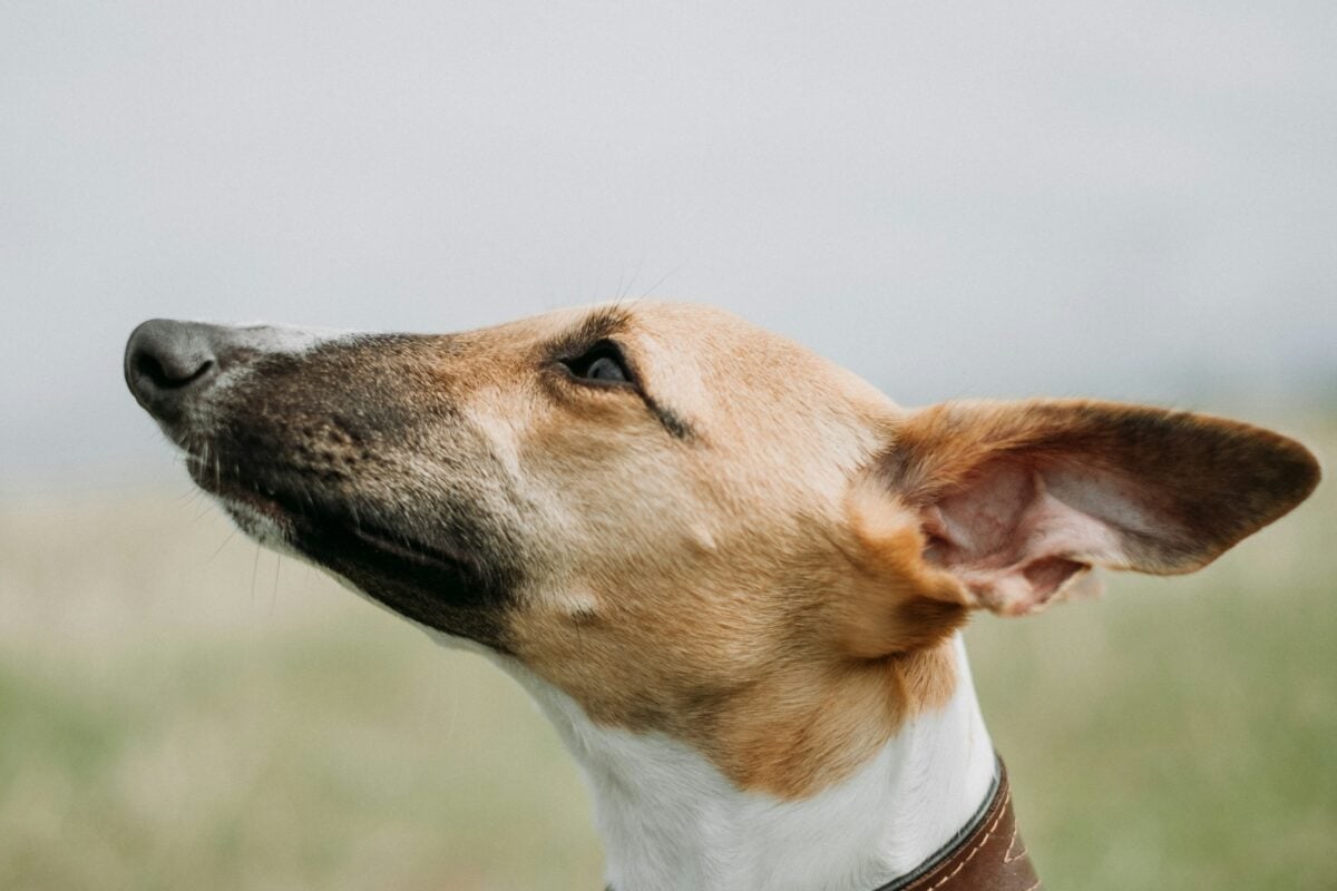 Dog looking upwards with ear lifted.