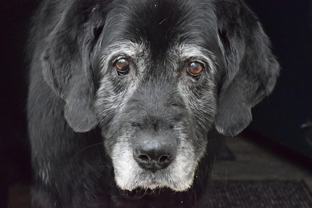 Senior black lab with a gray muzzle.