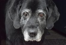 Senior black Labrador Retriever looking longingly at the camera.