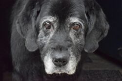 Senior black Labrador Retriever looking longingly at the camera.