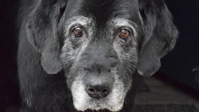 Senior black Labrador Retriever looking longingly at the camera.