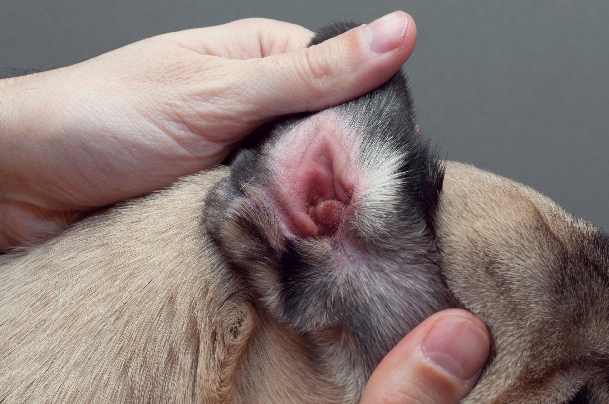 Dog pug with red ear. Infected mite infection or allergy.