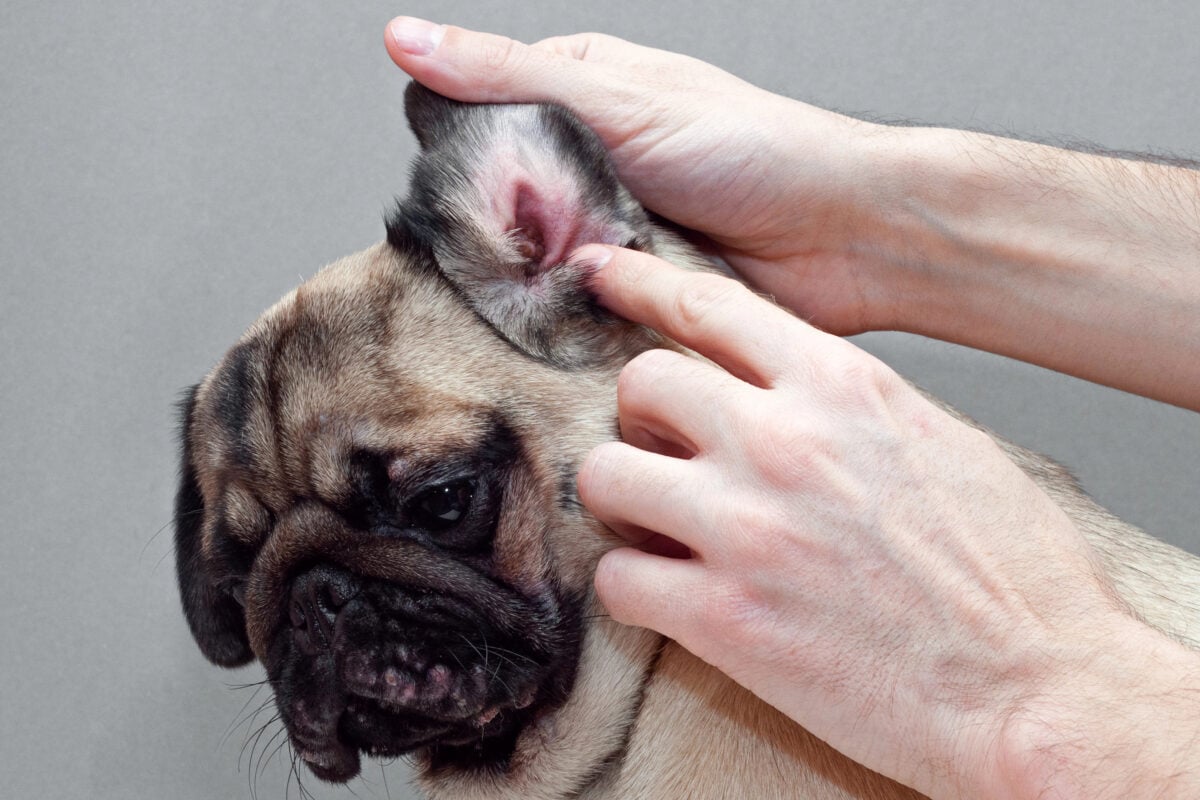 Dog pug with red ear. Infected mite infection or allergy.