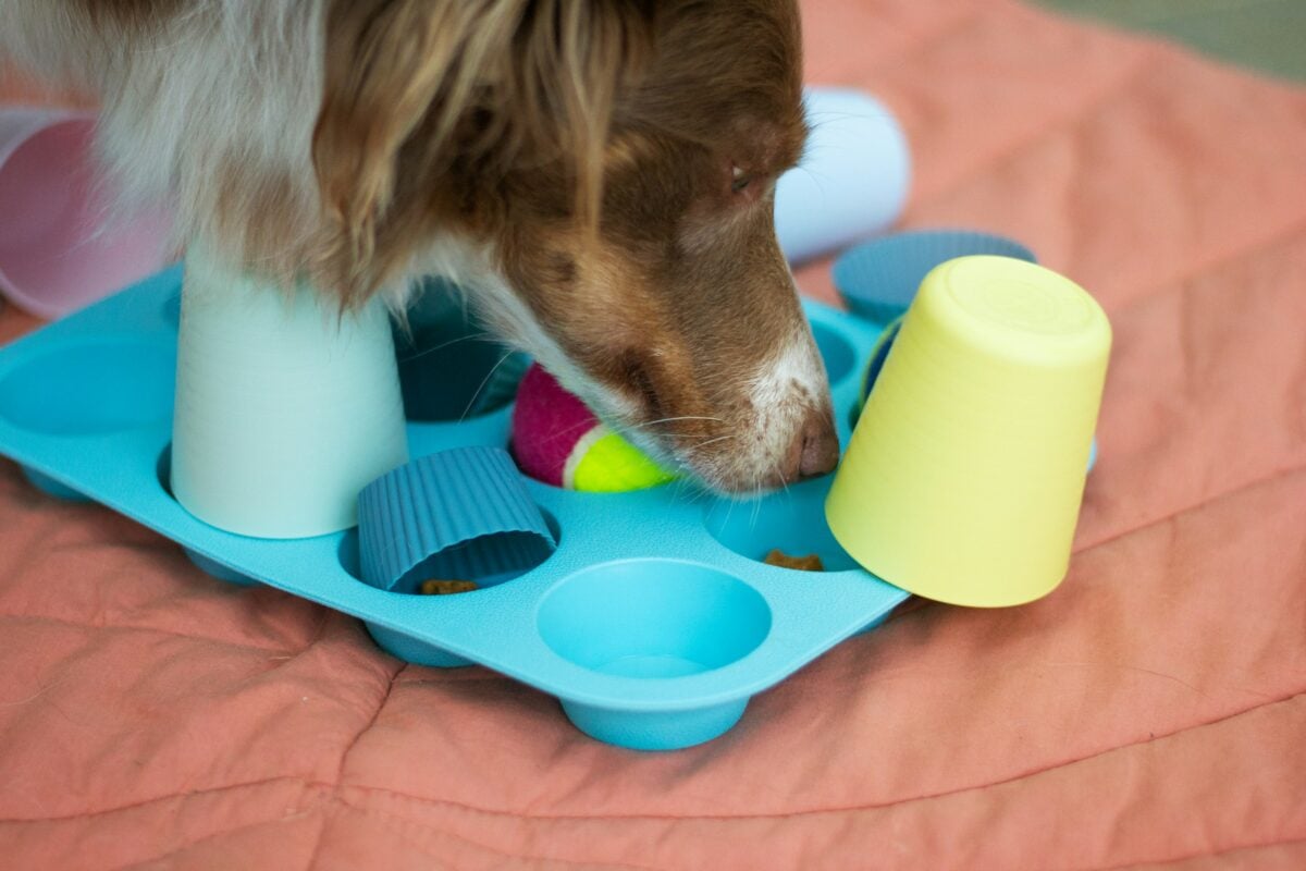 Dog sniffing out treats in DIY food puzzle made from muffin tin covered with tennis balls and cups.