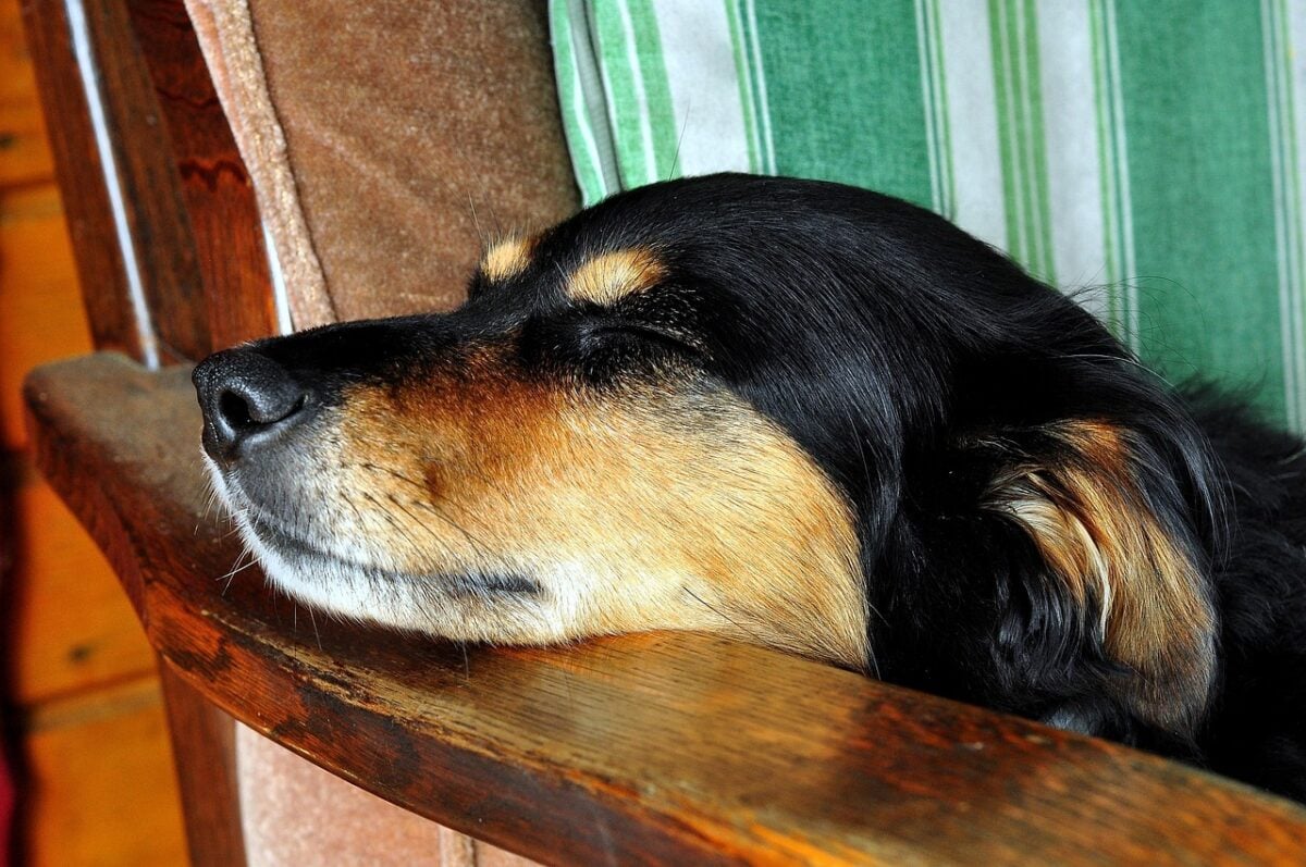 A dog sleeping with its head on the arm of a chair to help breathing.