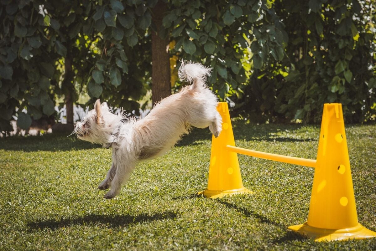 Small, white dog leaping over small agility hurdle.