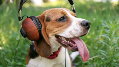 Dog with headphones on green grass.