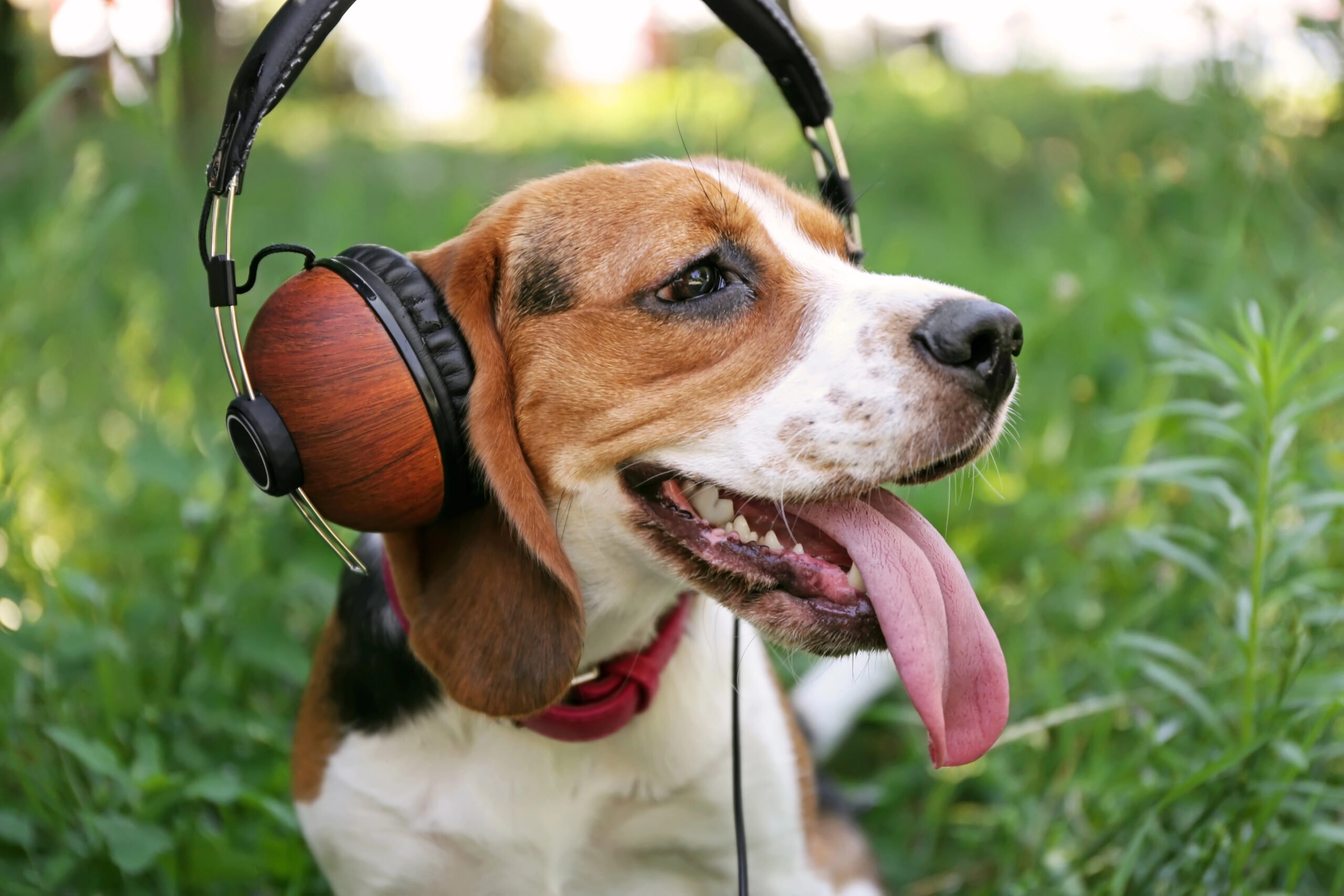 Dog with headphones on green grass.