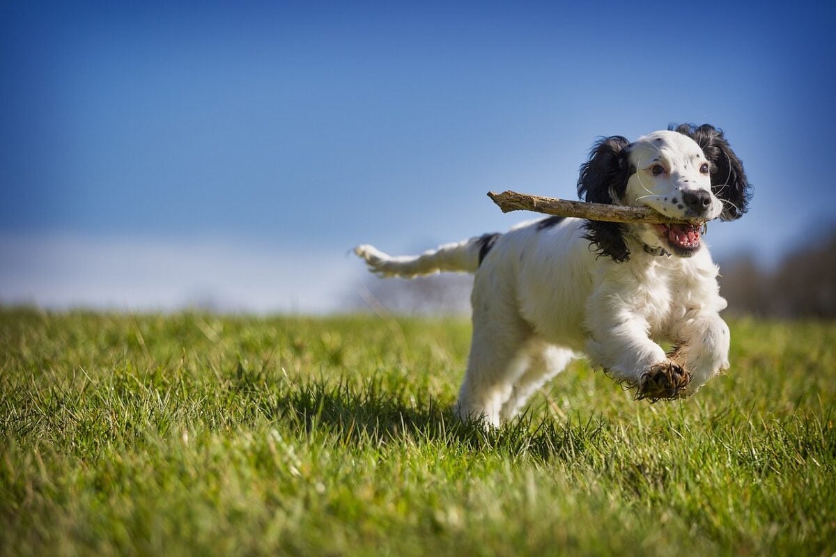 A white and black dog running through a field, catching a stick.