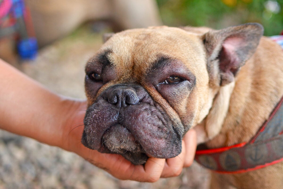 French Bulldog dog with swollen face and red puffy eyes after suffering an allergic reaction.