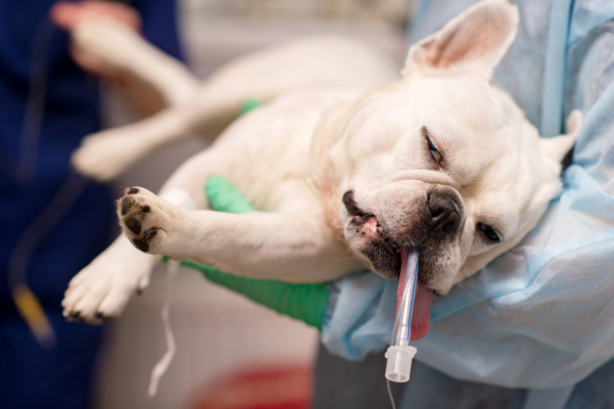 Cropped shot of vet holding a French Bulldog after operation in clinic.