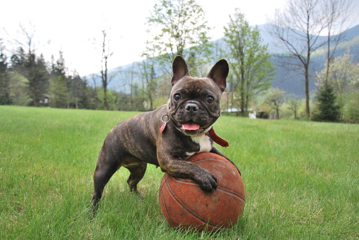 French Bulldog puppy playing with a large ball in the grass outside.