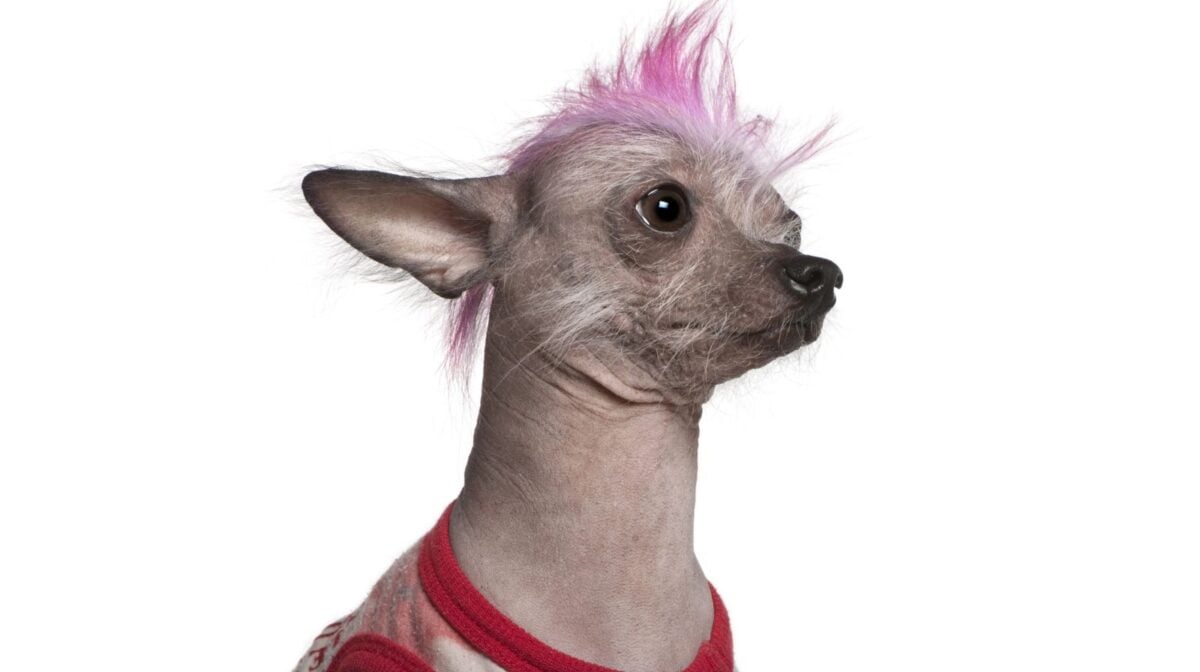 Hairless Xolo sporting a pink punk mohawk.