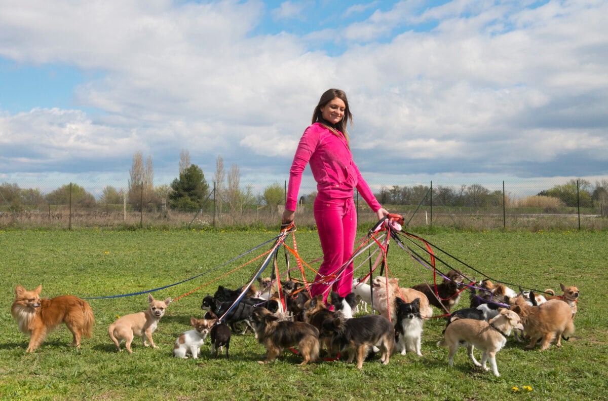 Woman walking multiple dogs.