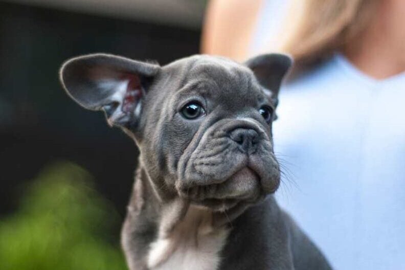 Girl sitting with a frenchie dog in her lap.