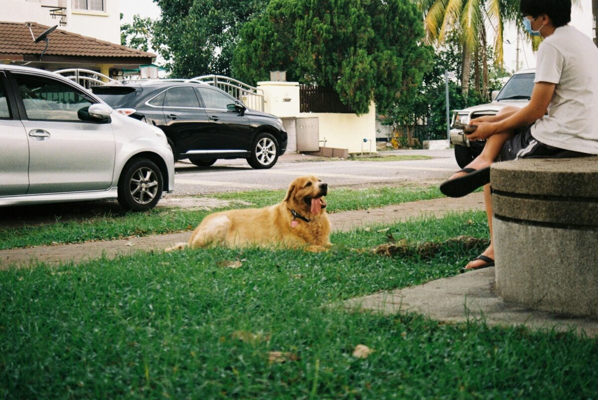 A Golden Retriever lying on the grass at a park looking at its owner.