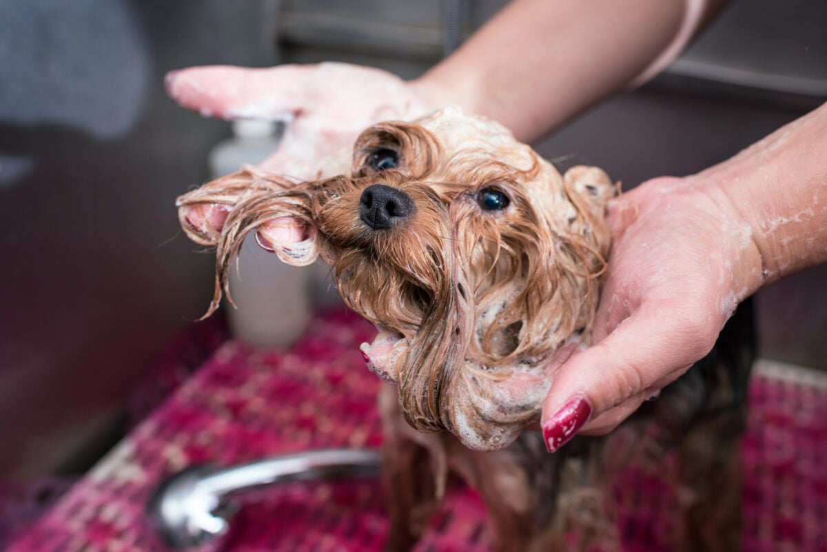 Groomer washing Yorkshire Terrier (Yorkie) dog.