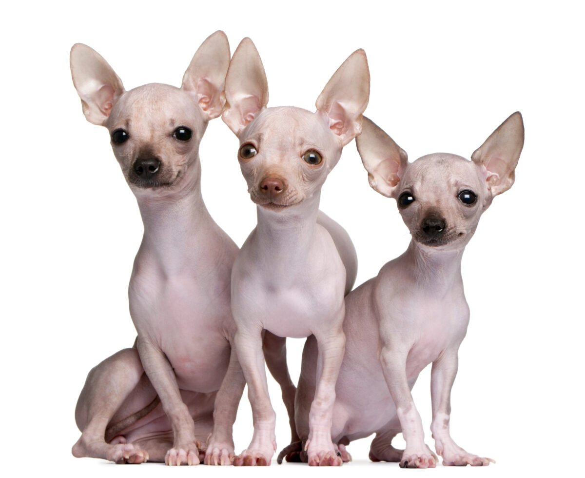 Hairless Chihuahuas, 5 and 7 months old, in front of white background