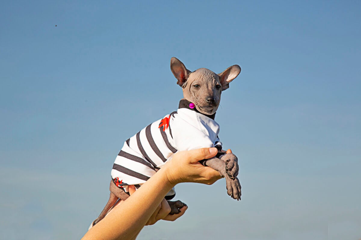 A puppy in the arms of a woman against a blue sky. The little dog is sideways. Mexican hairless dog. A pet on the palms of a lady. The young dog looks away. Copy space.