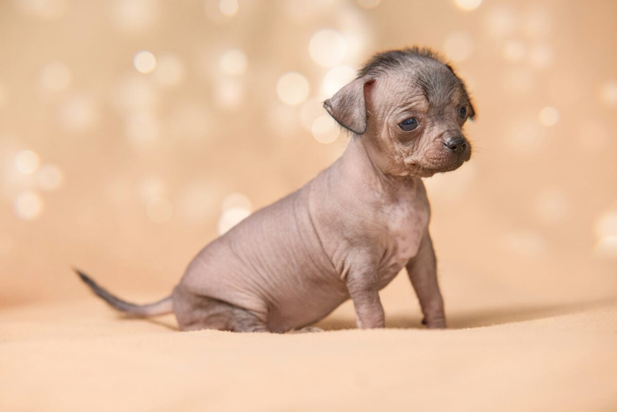 A full-length portrait of an adorable, tiny hairless puppy sitting on a warm blanket. The background is beautifully blurred with festive bokeh lights.