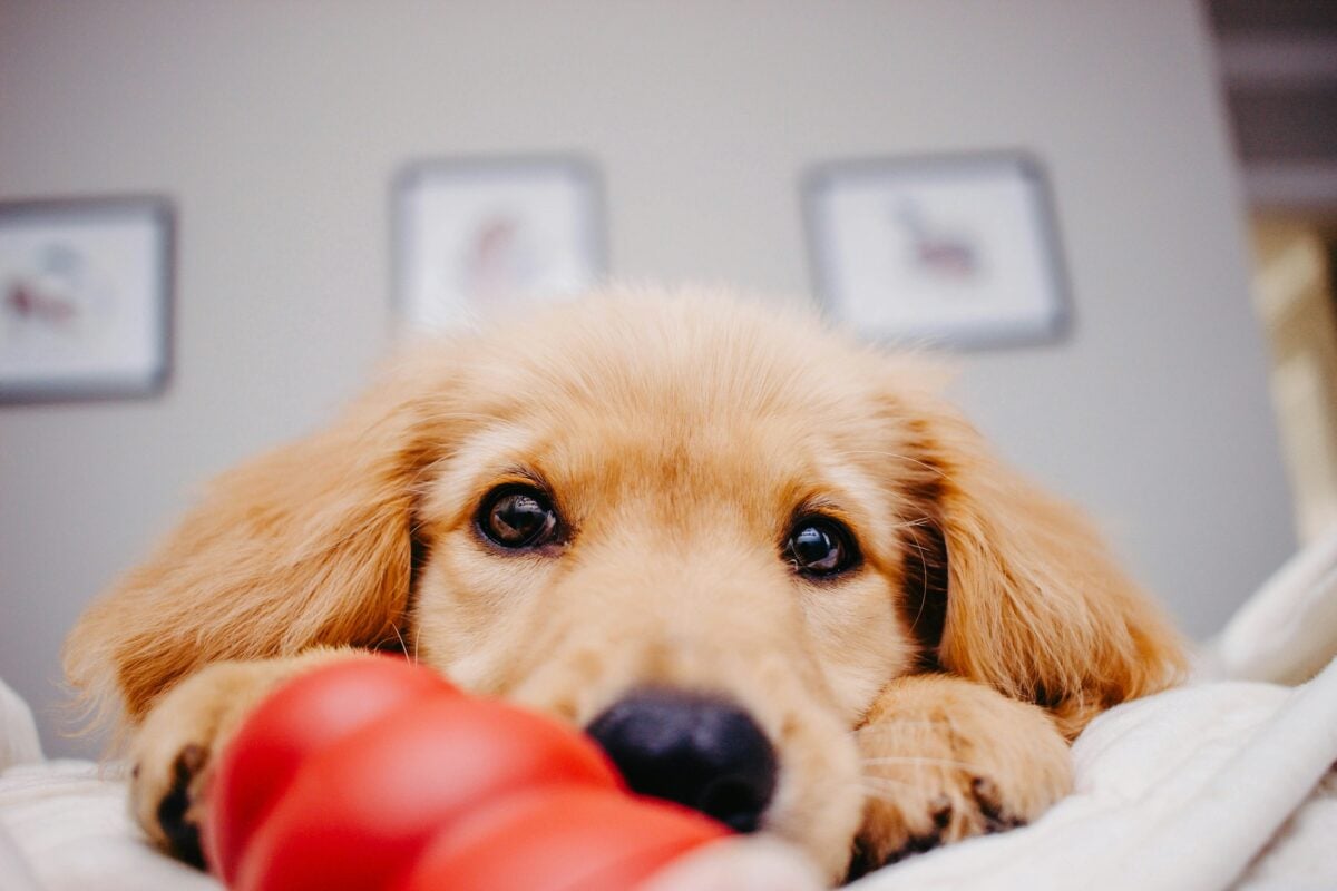 Close-up of Golden Retriever with kong toy.