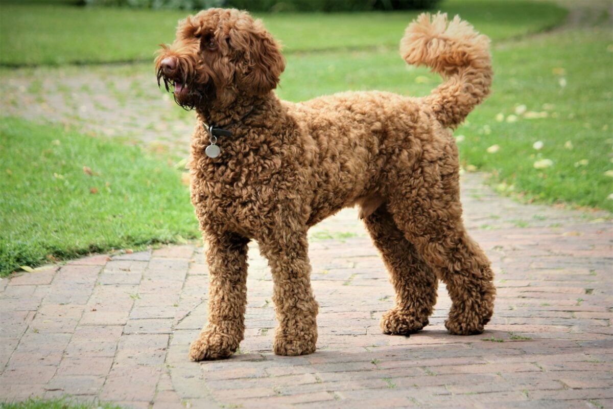 Labradoodle standing on a path.