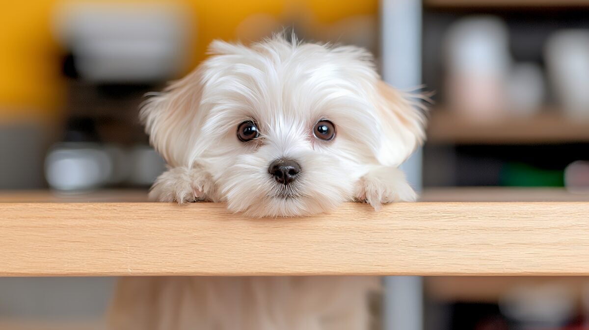 Adorable maltese puppy leaning on wooden kitchen table