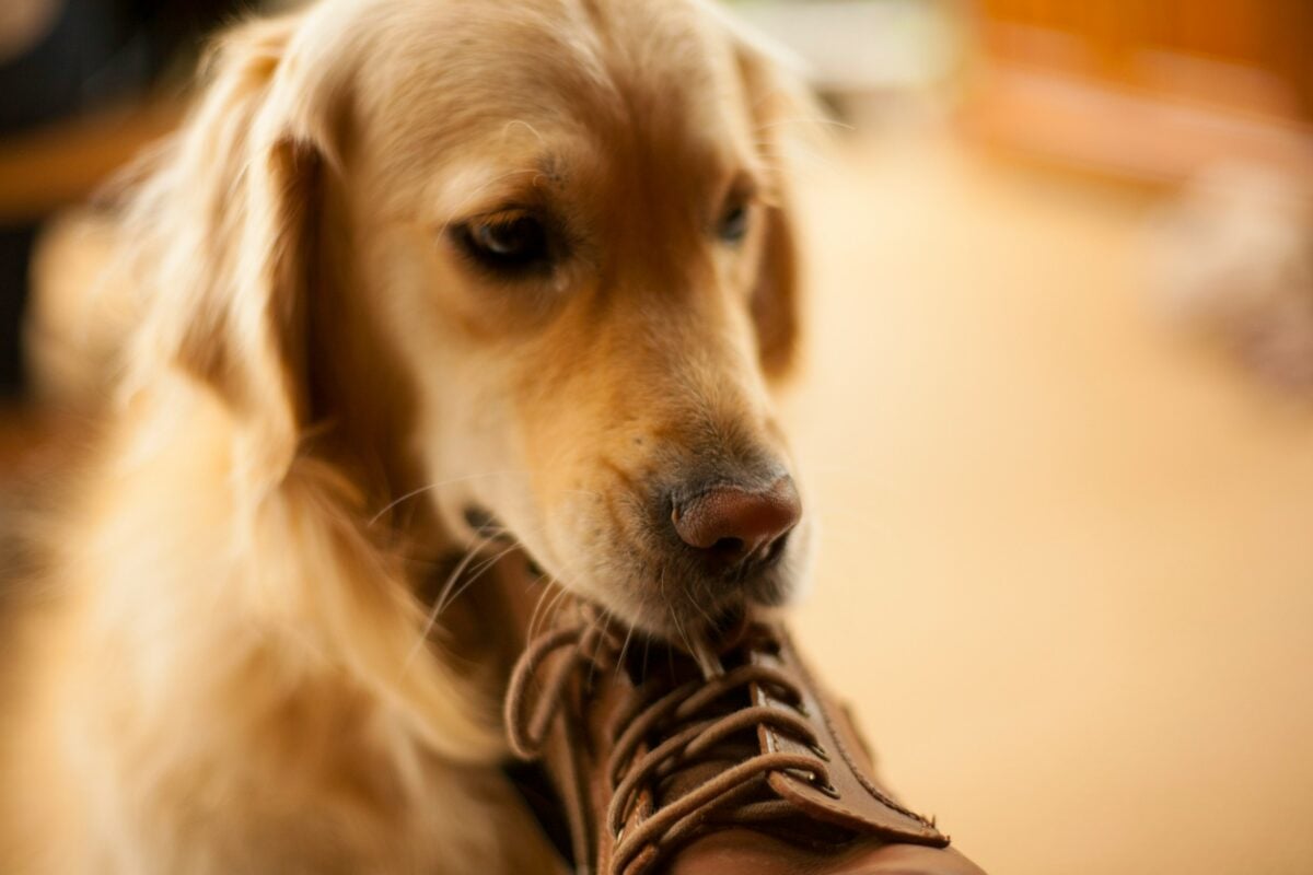 Golden Retriever dog holding shoe in mouth.