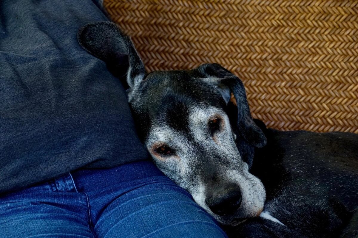 Old Great Dane resting head on it's owner's lap.
