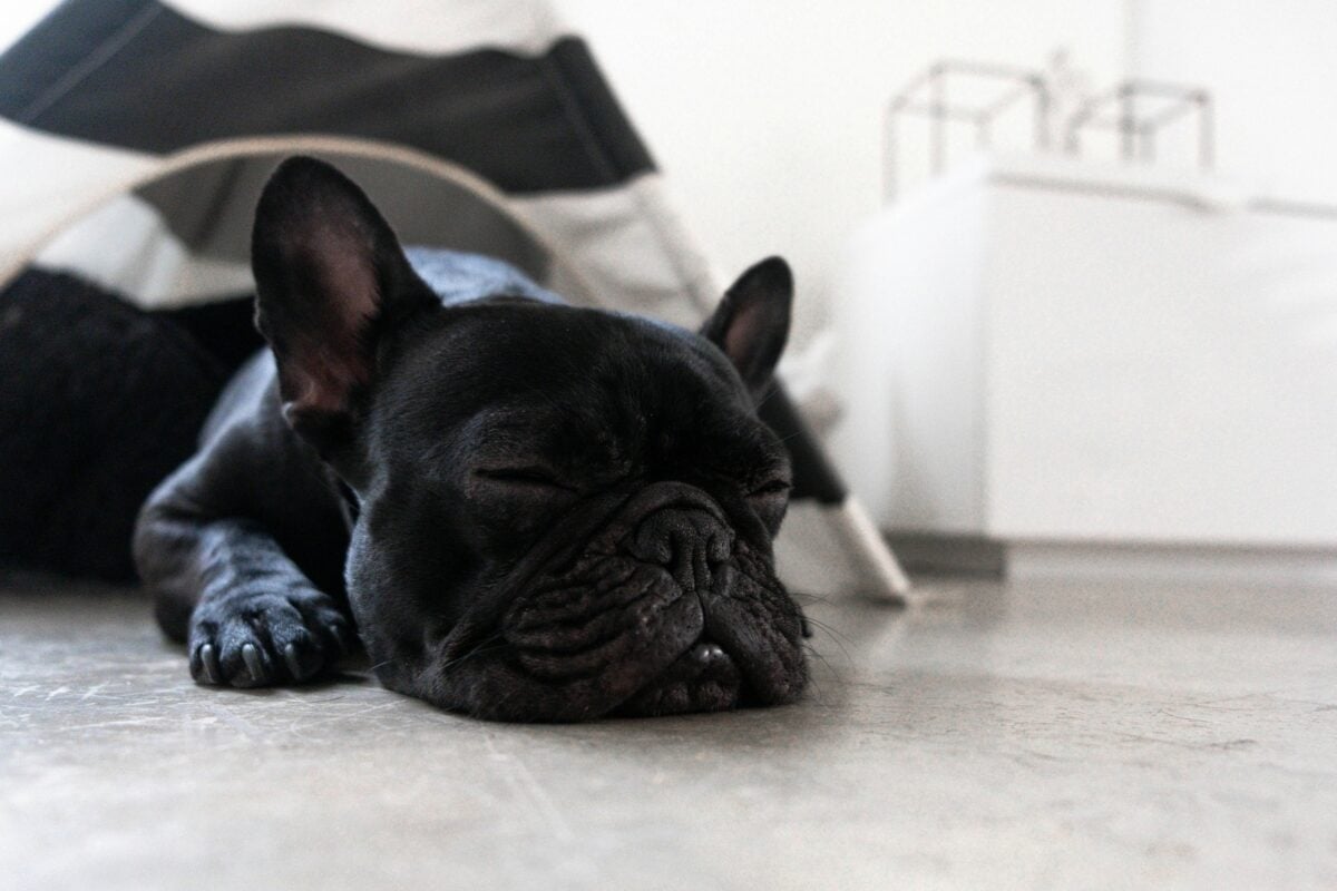 French Bulldog sleeping inside teepee on concrete floor.
