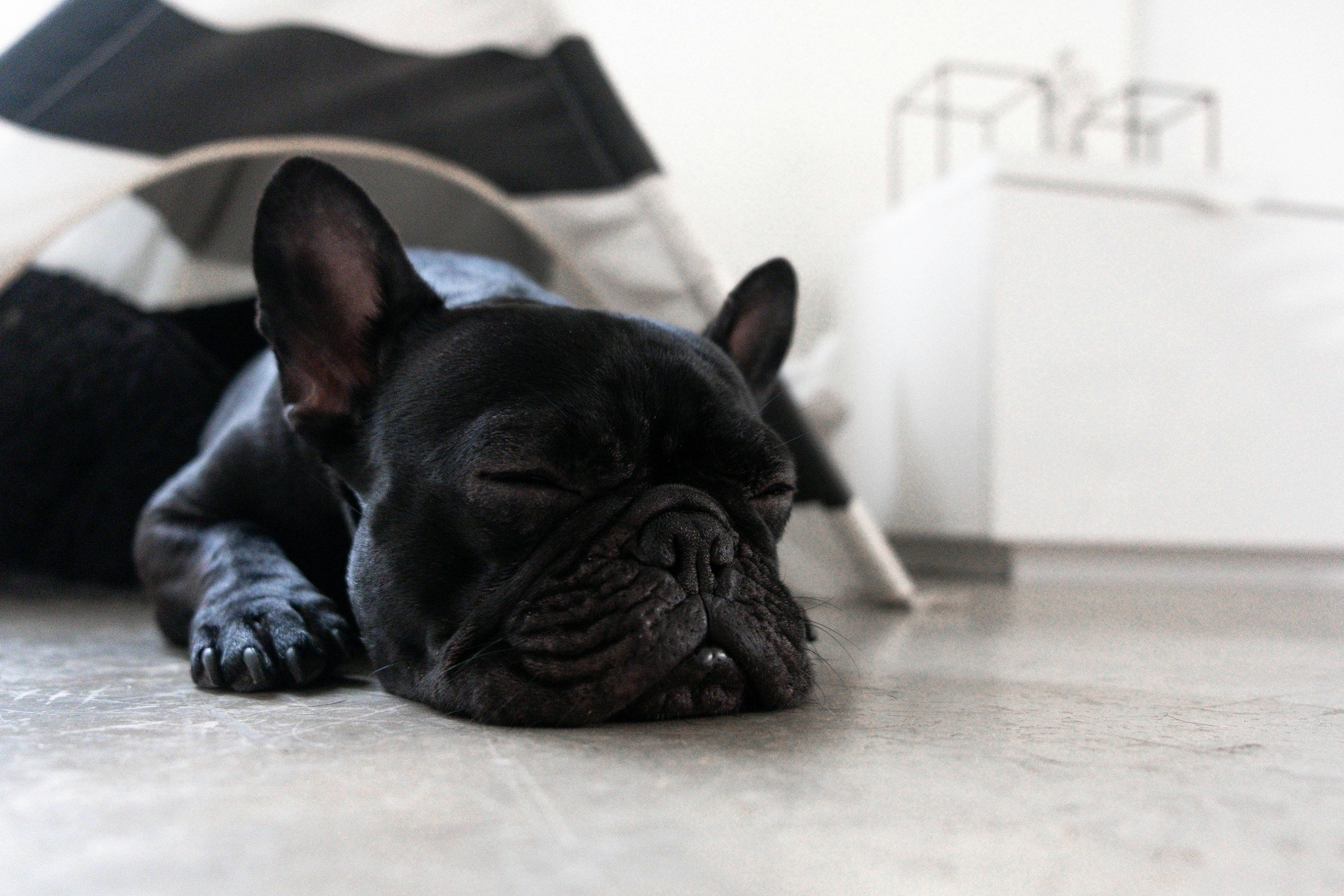 French Bulldog sleeping inside teepee on concrete floor and sheep rug.