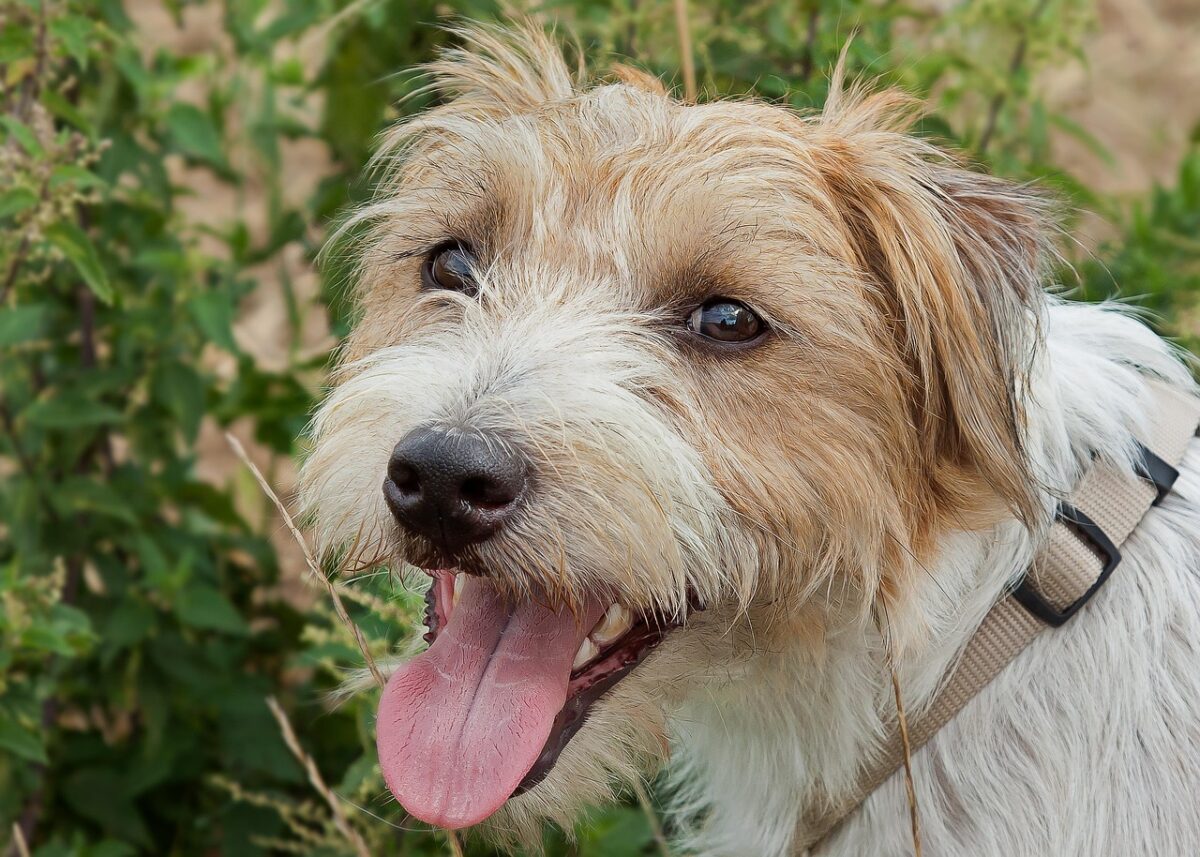 A Parson Russell Terrier looking happy outside.
