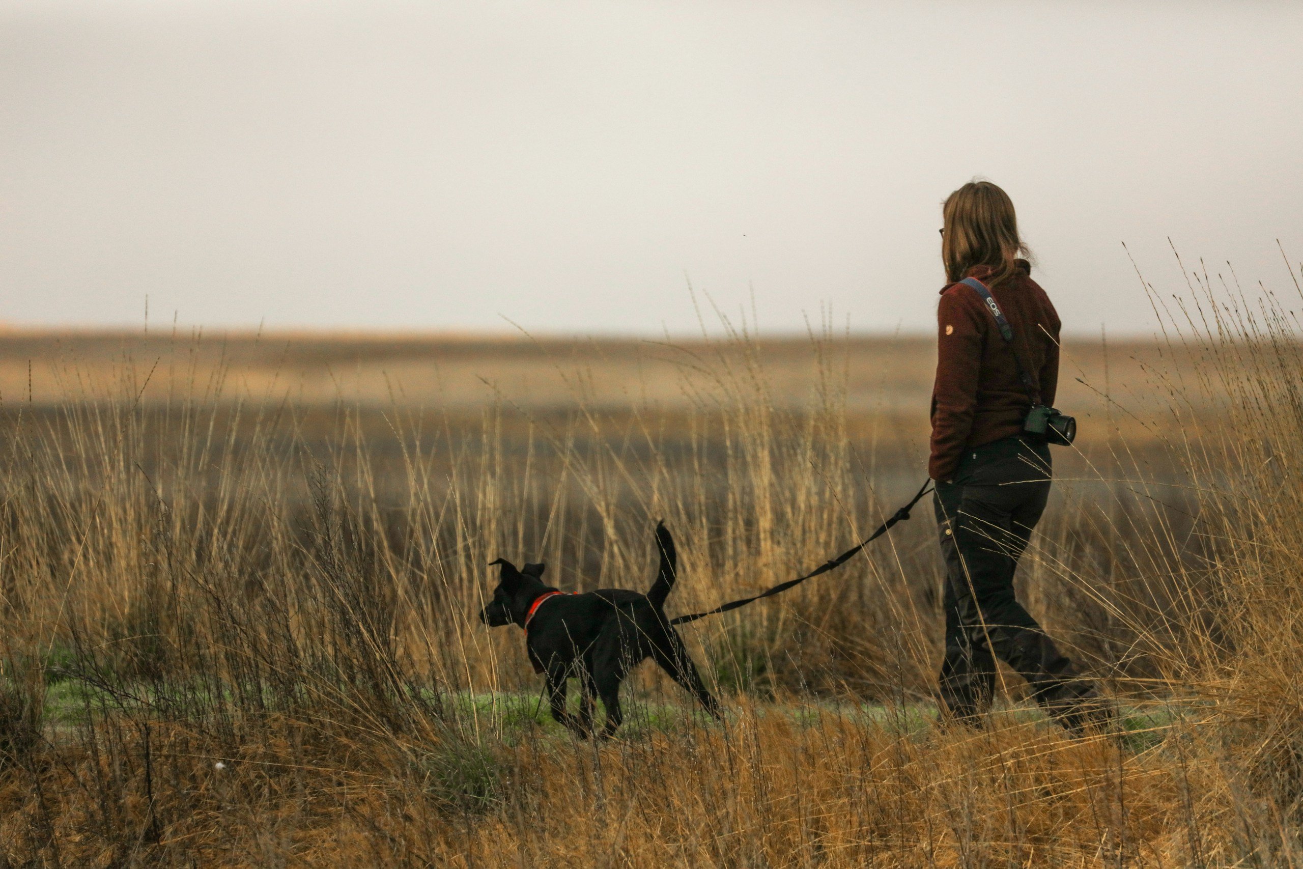 A dog and person on a walk in the grass.
