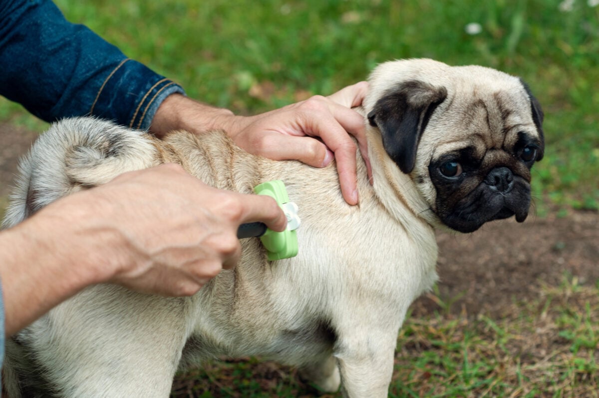 Person combs Pug dog with a metal grooming comb during seasonal molt.