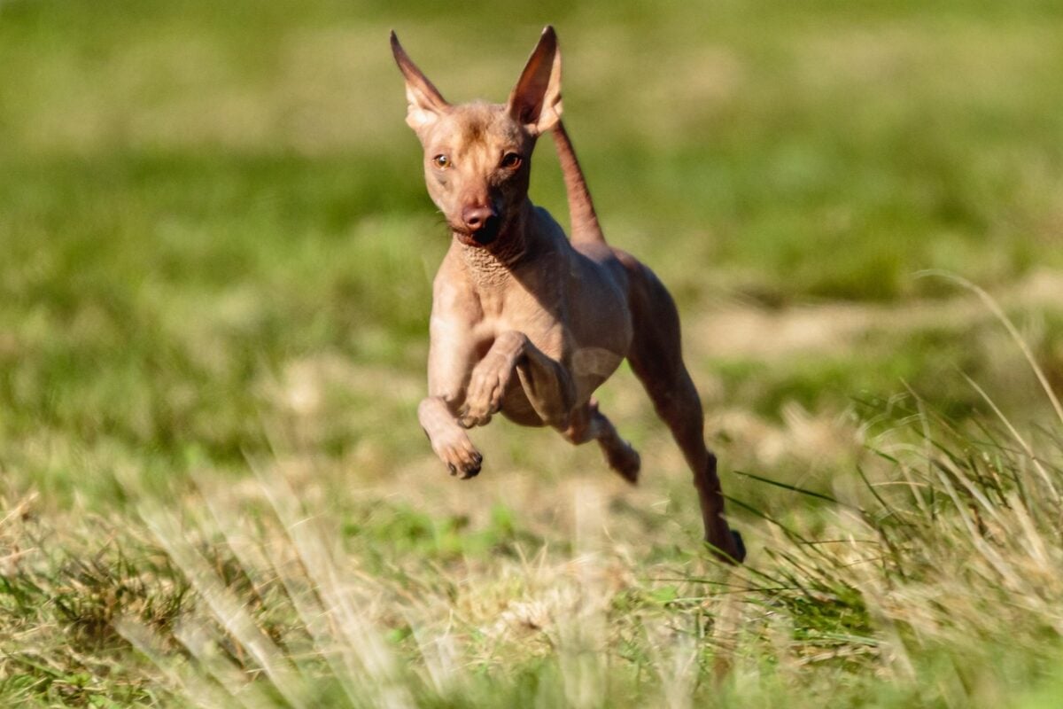 A Peruvian Hairless Dog bounding through the grass.