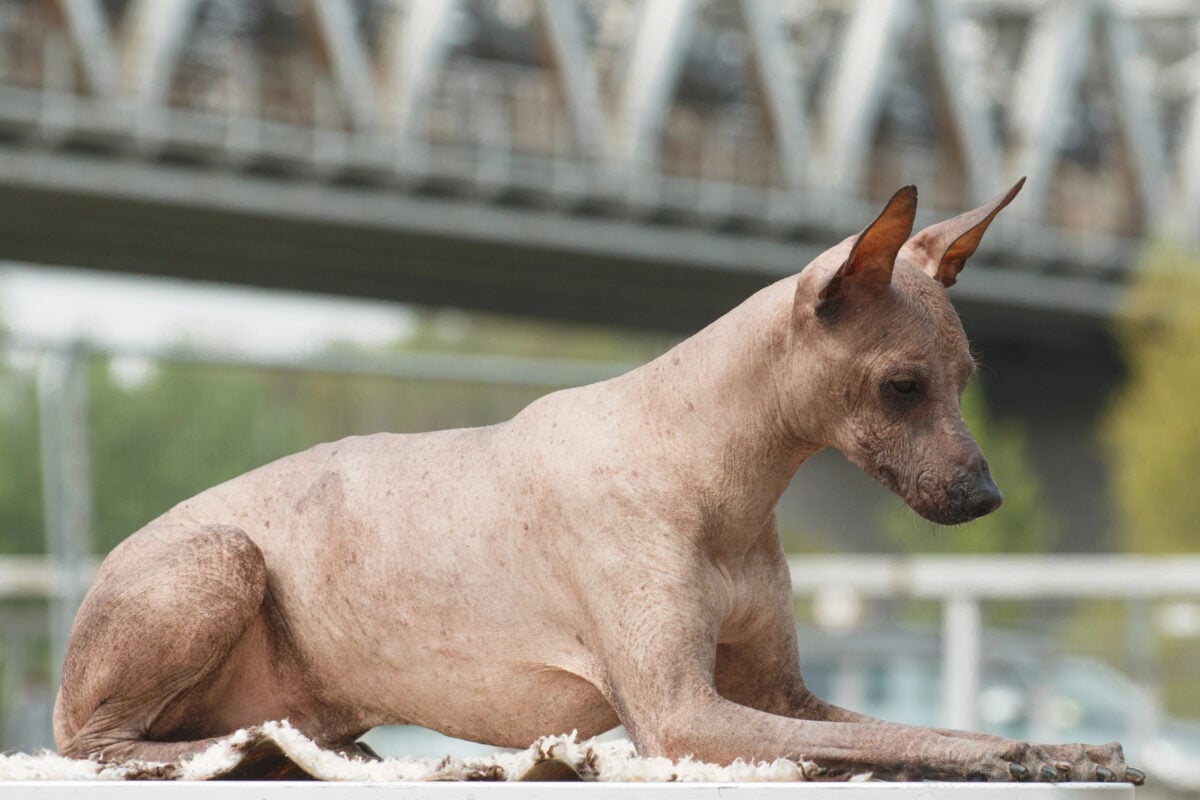 Dog of breed Peruvian Hairless Dog (Peruvian Inca Orchid, Hairle