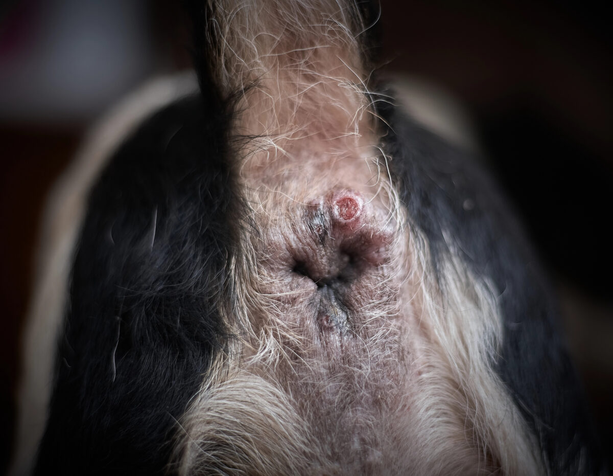 Pet anus neoplasia. Inflammation of the paraanal glands in a dog.