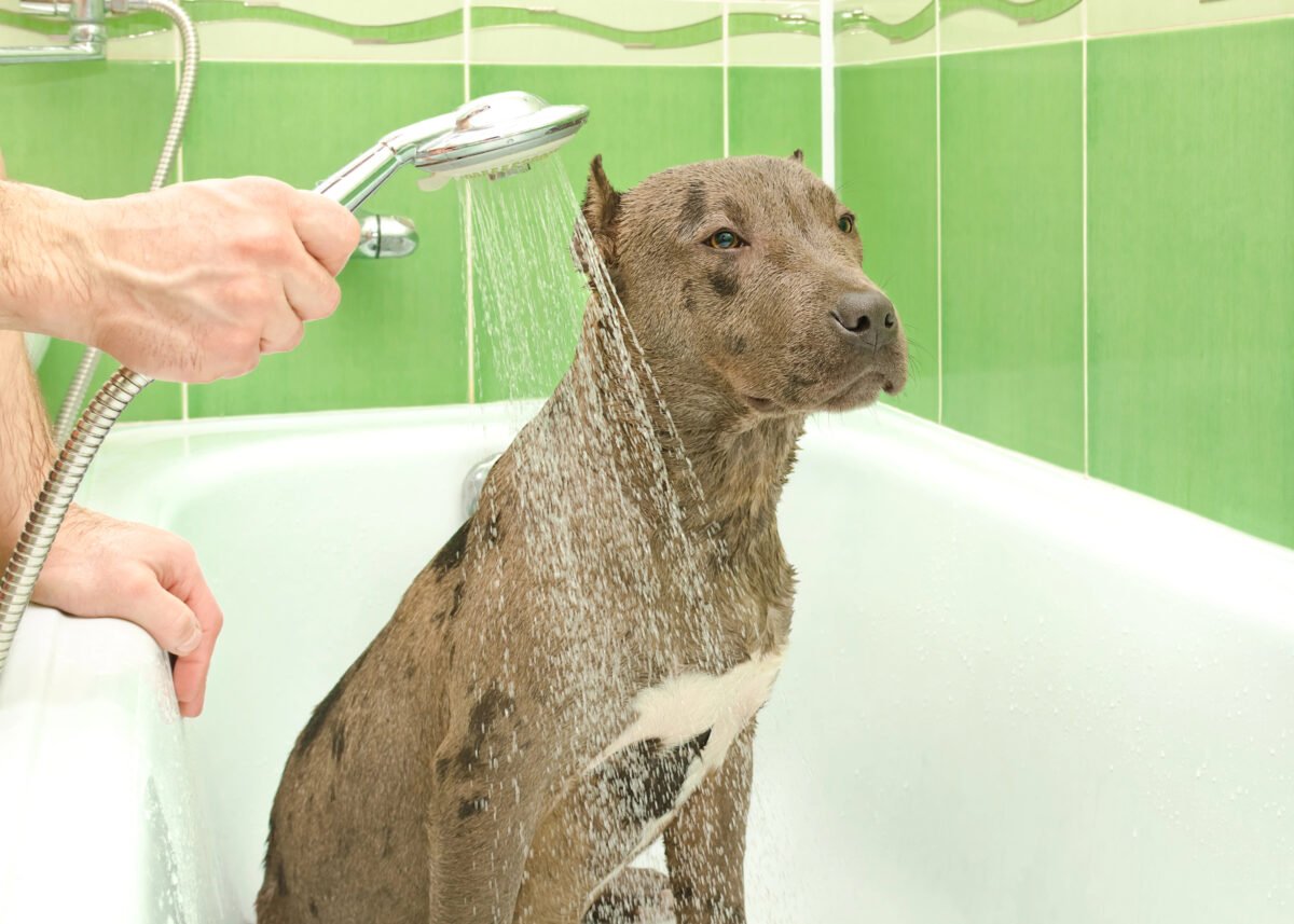 Pitbull puppy is bathed in a shower.