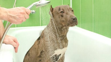 Pitbull puppy is bathed in a shower.