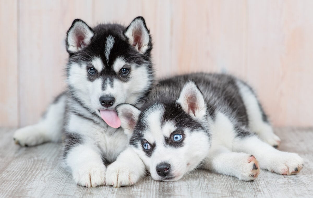 Siberian Husky puppies lie on the floor at home. One puppy licks the ear of another puppy.