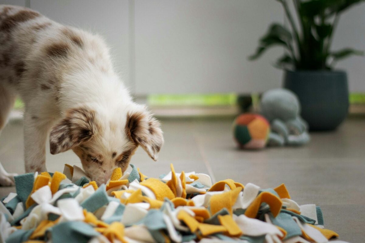 Dog using snuffle mat.
