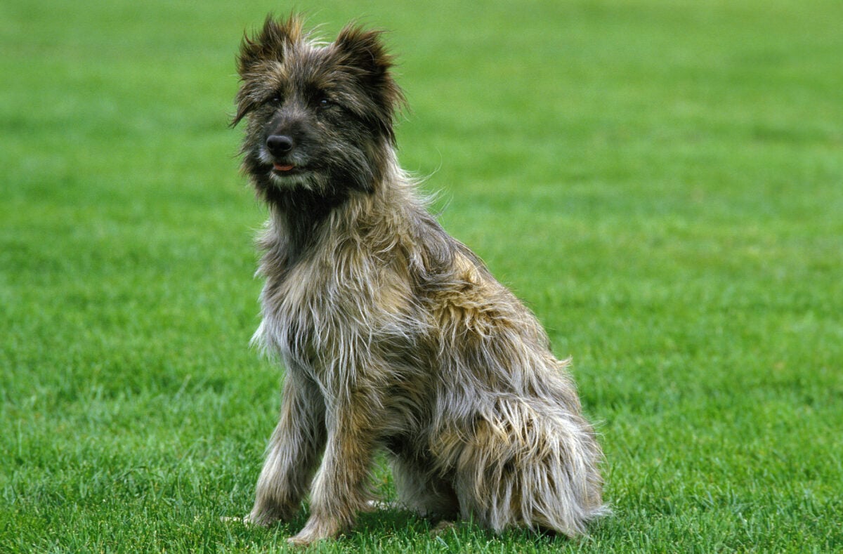 Pyrenean Shepherd or Pyrenean Sheepdog, Dog sitting on Grass