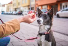 Border collie puppy sitting and waiting for a treat. Rewarding good dog in public. Young dog socialization in town.